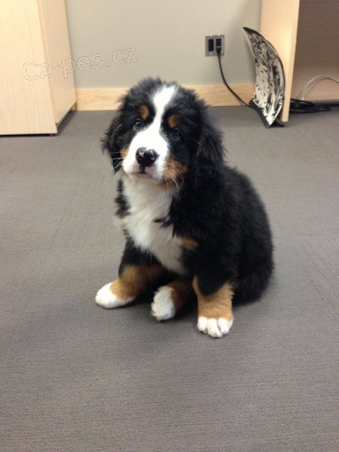 Prod�m zdrav� �t��ata bernsk�ho sala�nick�ho psa.