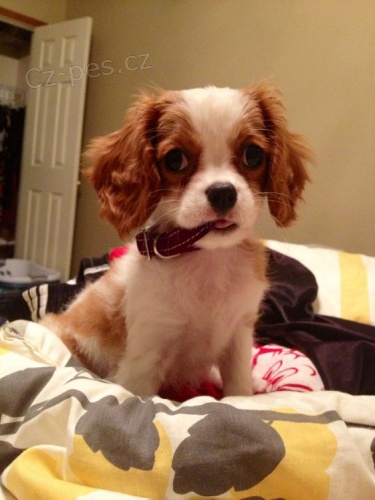 Zdrav� a kr�sn� �T��ATA Kaval�r King Charles Spaniel na prodej.