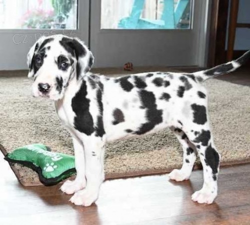 Prod�m �t��ata n�meck� dogy.