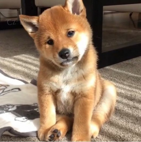 Prod�m mini toy �t��ata shiba inu