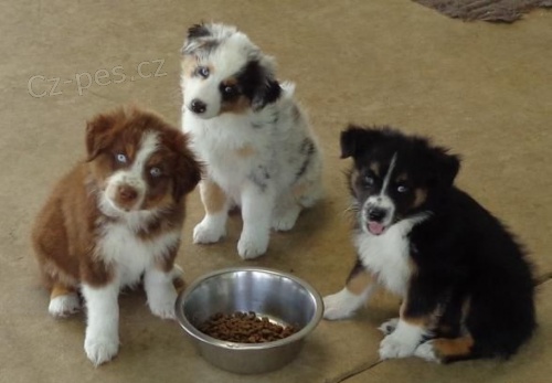 Prod�m zdrav�, o�kovan� a od�erven� �t��ata australsk�ho ov��ka