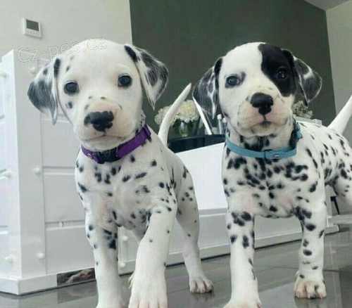 Prod�m zdrav�, o�kovan� a od�erven� �t��ata dalmatin�