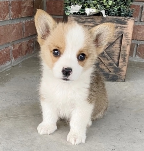 Prod�m �t��ata Pembroke Welsh Corgi.