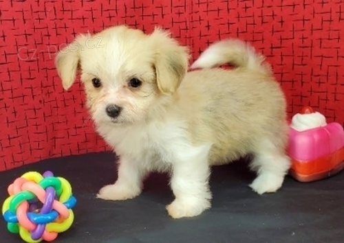 Prod�m o�kovan� a zdrav� �t��ata havanese.