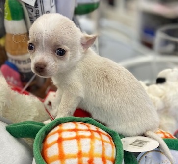 Civava - �tene - pejsek s pp