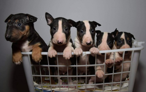 Bulteri�r �t��ata