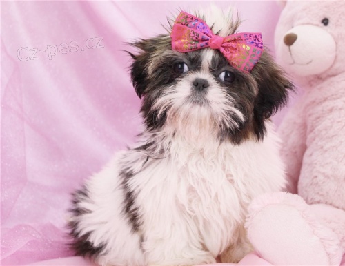 �t���tka shih-tzu s pp