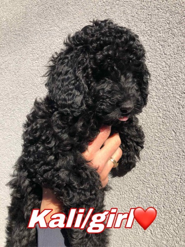 Pudl �t��ata na prodej