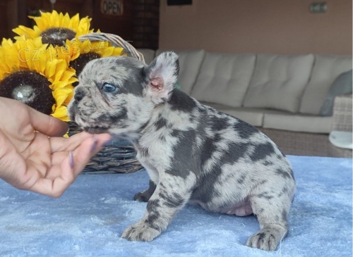 Francouzsk� buldo�ek na prodej bez pp