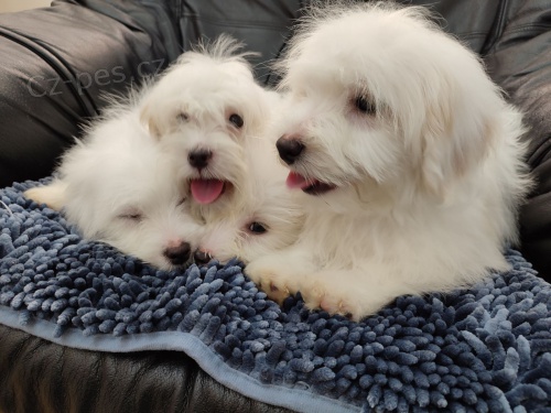 Coton de Tulear / Pekingese �t��ata