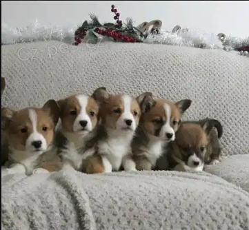 �t��ata Pembroke Welsh Corgi - Prod�m