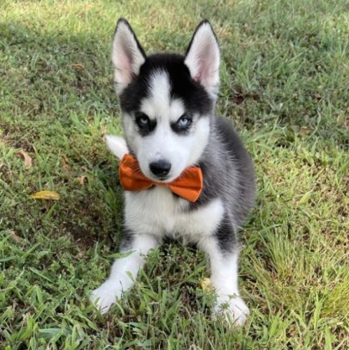 Husky �t��ata na prodej