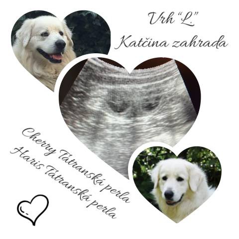 Slovensk� �uva� s PP