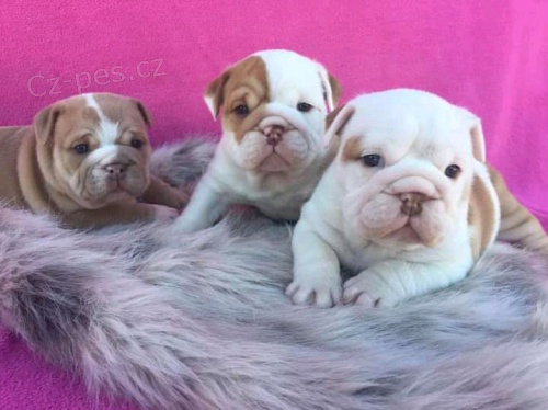 Roztomil� a kr�sn� �t��ata anglick�ho buldoka