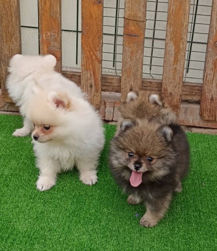 Kr�sn� �ajov� ��lek Pomeranian �t��ata k dispozici