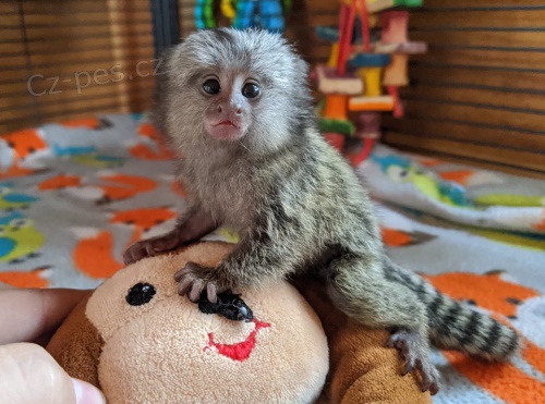 Zdrav� d�t� opice marmoset k dispozici