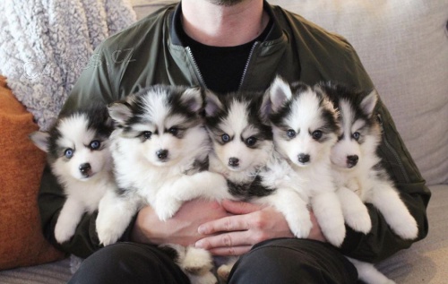 pomsky �t���tka k dispozici miluj�c� domovy.