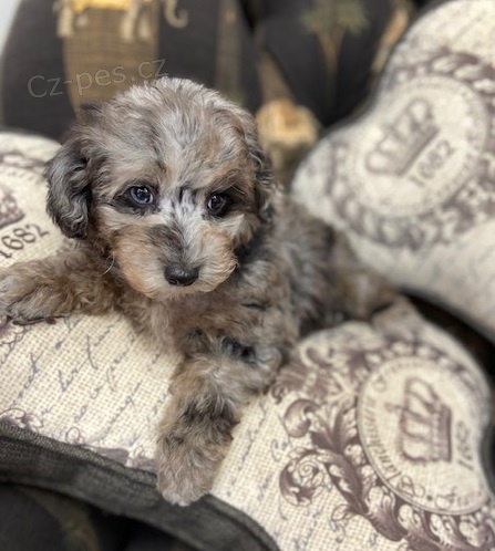 Pudl trpasli�� bez PP