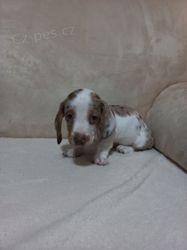 Merle jezev��k �t��ata na prodej