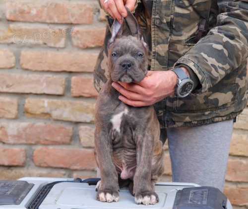 Cane Corso �t��ata