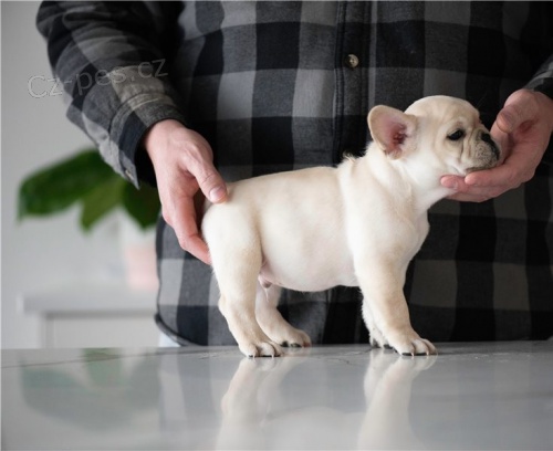 N�dhern� �t��ata francouzsk�ho buldo�ka