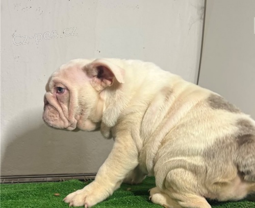 N�dhern� �t��ata francouzsk�ho buldo�ka