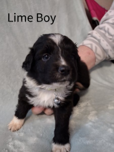 ڞasn� �t��ata australsk�ho ov��ka s rodokmenem