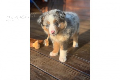 Kr�sn� �t��ata australsk�ho ov��ka.,/..