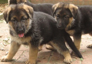 �t��ata n�meck�ho ov��ka k rehomingu.,,.,