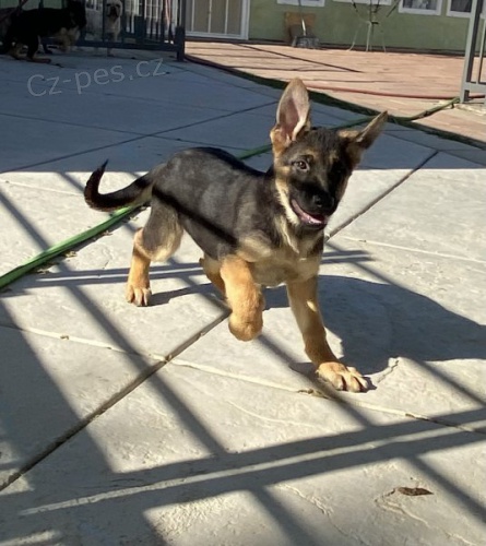 �t��ata n�meck�ho ,ov��ka k rehomingu