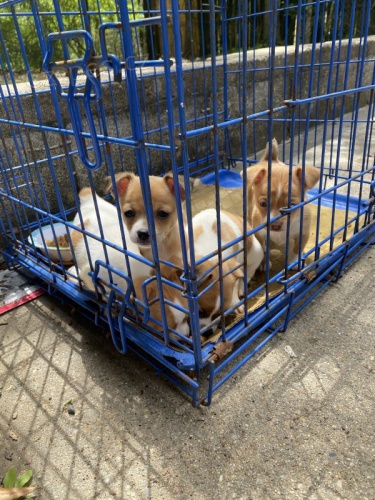 �t��ata �ivavy hledaj� domov