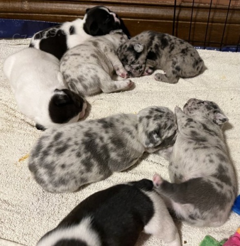 �t��ata francouzsk�ho buldo�ka