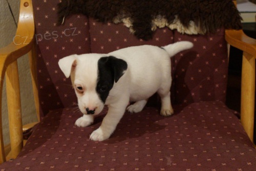 �t��ata Jack Russell Terrier