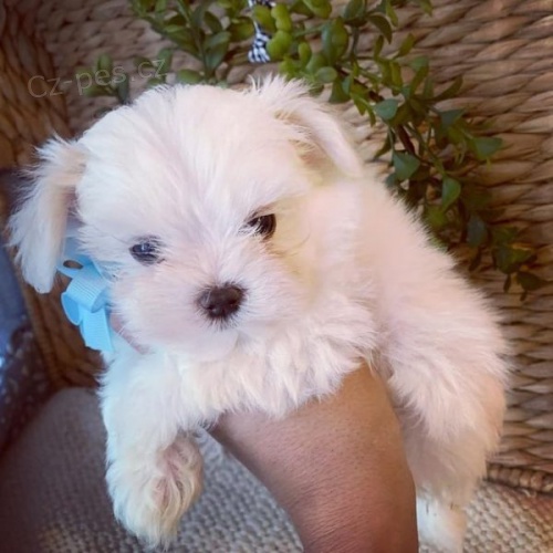 Malt�zsk� �t��ata k dispozici pro nov� domovy