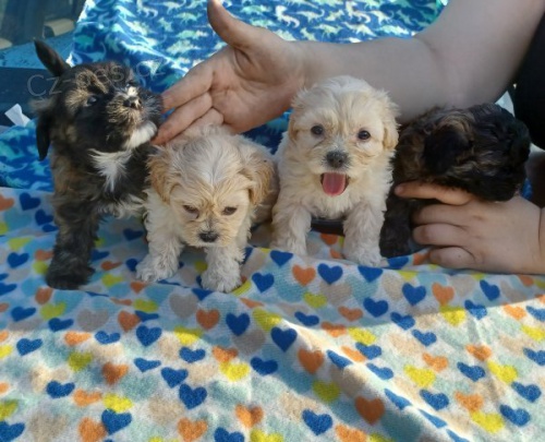 Roztomil� �t��ata same�k� Maltipoo na prodej