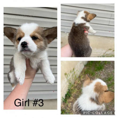 AKC Pembroke Corgi �t��ata na prodej