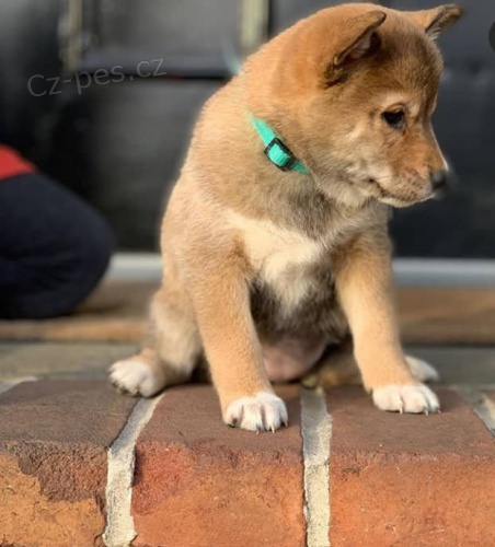 �istokrevn� �t��ata Shiba Inu