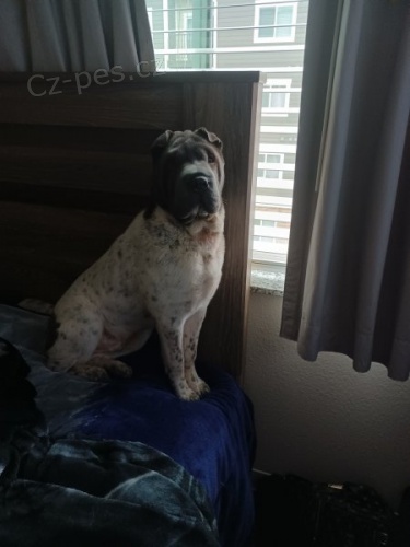 ��nsk� �arpej na prodej