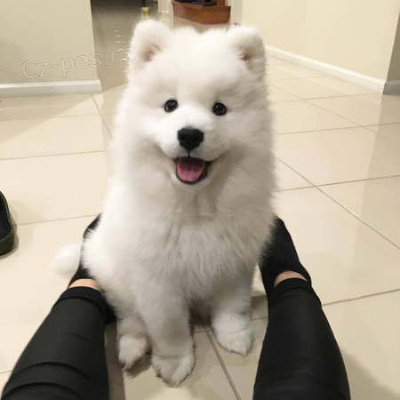 Rozko�n� �t��ata samojed�