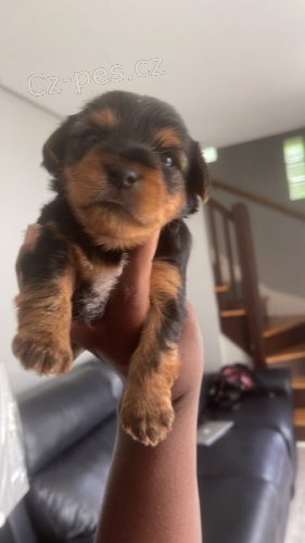 CKC Yorkie �t��ata p�ipravena