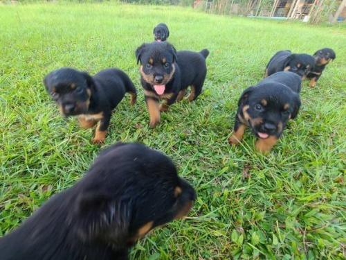 �istokrevn� �t��ata rotvajlera