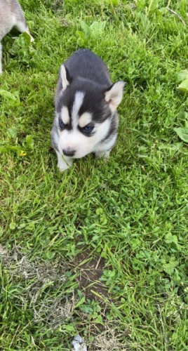 Registrovan� �t��ata Pomsky pro v�s