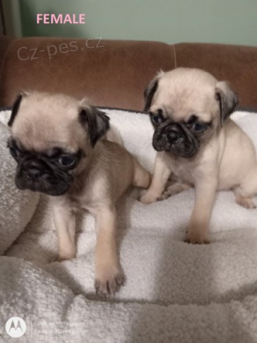 Registrovan� �t��ata mops� na prodej