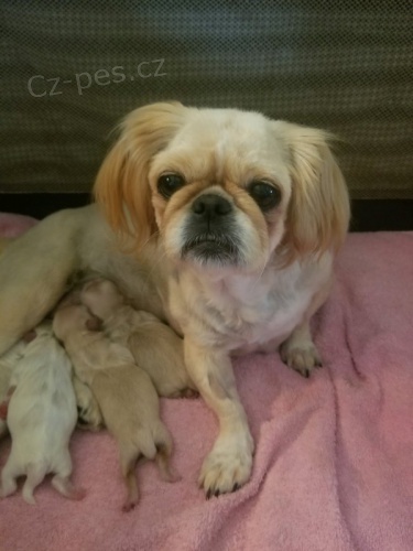 �t��ata pekingsk�ch ps� na prodej