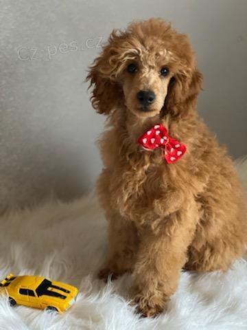 Kr�sn� �t��ata miniaturn�ho pudla