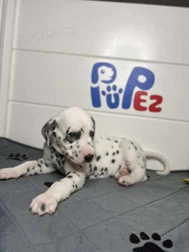 Kr�sn� dalmatinsk� �t��ata jsou p�ipravena