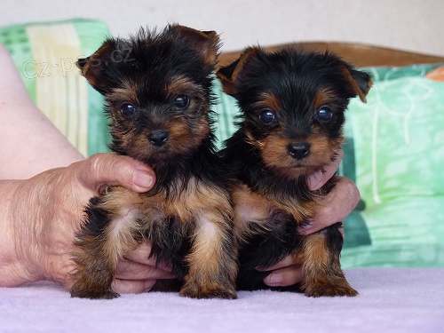 Prod�m zdrav� �t��ata mini yorkie.