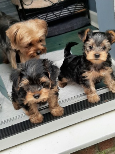 Prod�m zdrav� a o�kovan� �t��ata mini yorkie.
