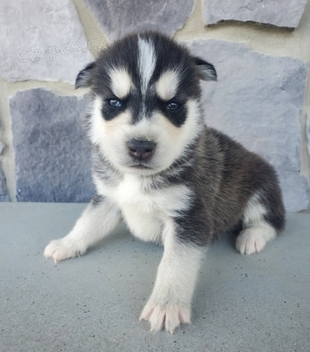 Prod�m o�kovan�ho mini sibi�sk�ho huskyho s kr�sn�ma modr�ma o�ima.