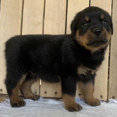 Prod�m o�kovan� a od�erven� �T��ATA rotvajlera.